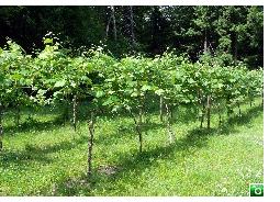 Some of the grape vines at Newfound Lake Vineyard - Click for a larger image!