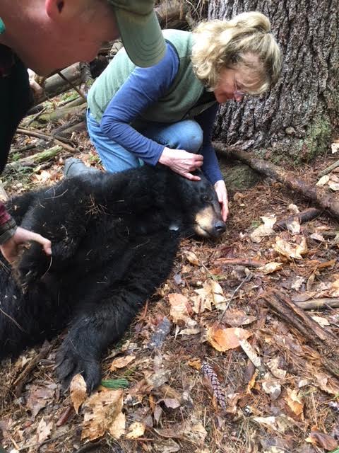 Hanover, NH's nuisance bear captured for relocation.