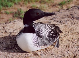 Lead sinkers and jigs threaten NH's common loons.