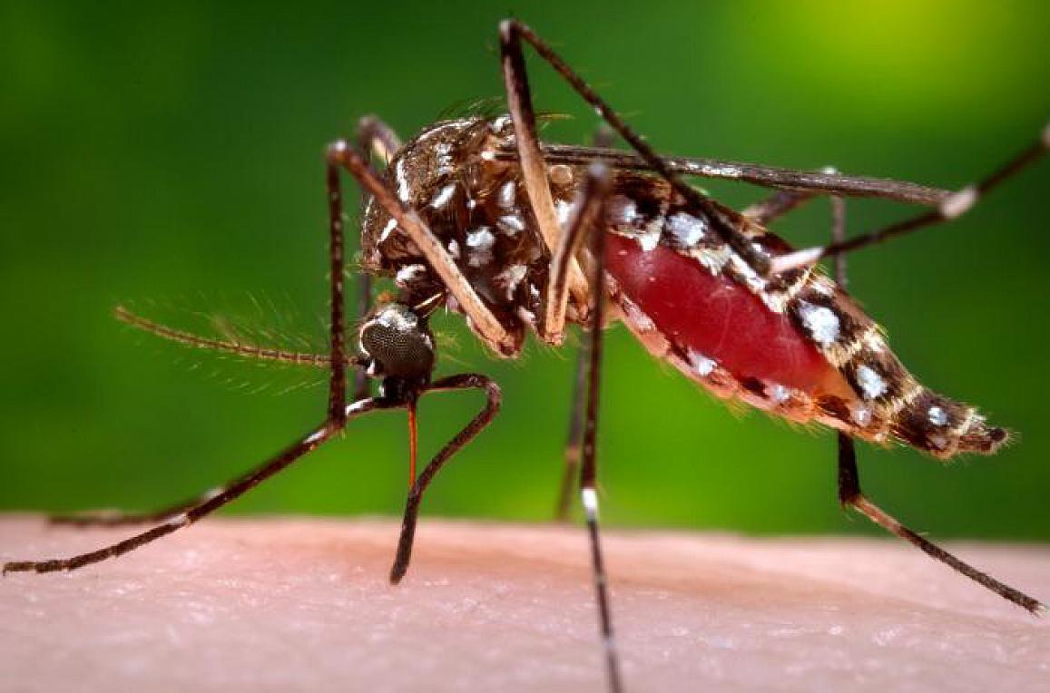 An Aedes aegypti mosquito. A female Aedes aegypti mosquito, one of the two species that spreads chikungunya virus, is shown feeding. Photo from the CDC.
