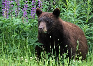 Avoid Black Bears Visits
