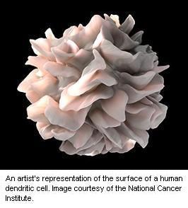An artist's representation of the surface of a human dendritic cell.