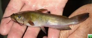 A juvinile horned pout.