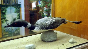 NH Loon Center is a great family attraction