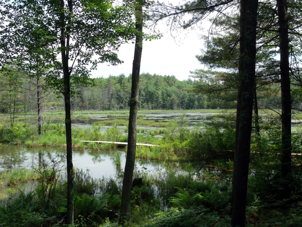 Quincy Bog Natural Area