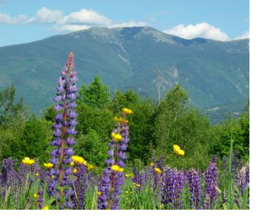 Lupines in Sugar Hill during the Annual Celebration of Lupines