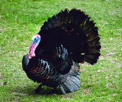 NHF&G Encourages you to take a kid hunting on Youth Turkey Weekend
